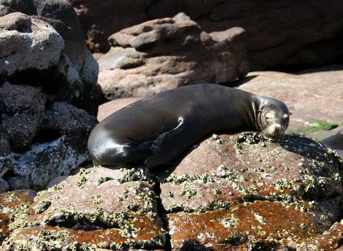 image califs_panderwald4123-jpg