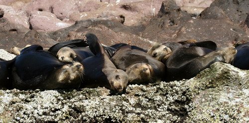 image califs_panderwald4227-jpg