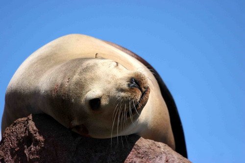 image califs_pghevans6619-jpg