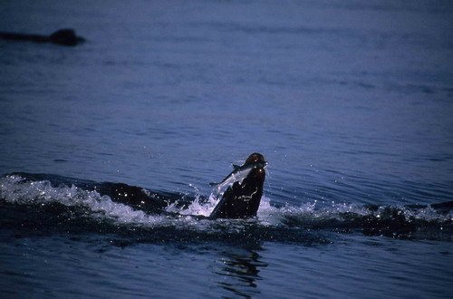 image califs_rwbaird4-with-salmon-in-mouth-jpg