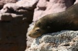 California Sea Lion