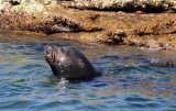 California Sea Lion