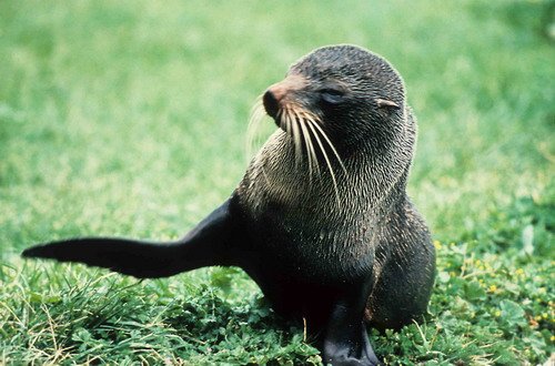 NZFURS BWursig image nzfurs_bwursig-jpg