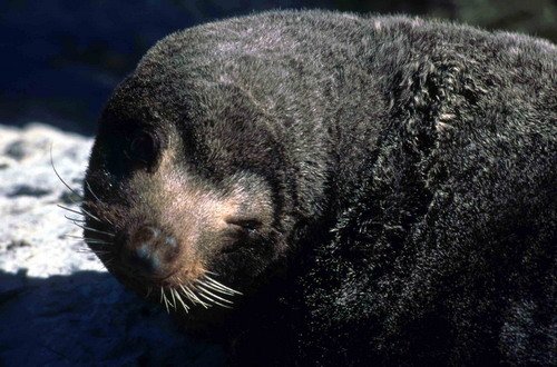 NZFURS RWBaird1 image nzfurs_rwbaird1-jpg