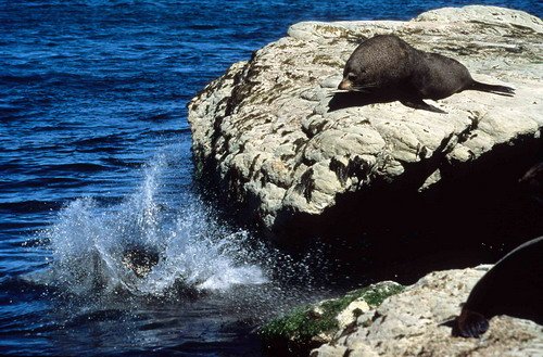 NZFURS RWBaird3 image nzfurs_rwbaird3-jpg