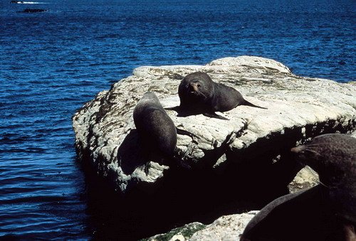 NZFURS RWBaird4 image nzfurs_rwbaird4-jpg