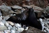 New Zealand Fur Seal