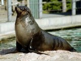 South African Fur Seal