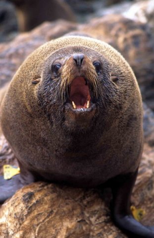 SAFS IStirling1 image safs_istirling1-jpg