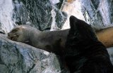 South American Fur Seal