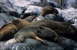 Southern Sea Lion
