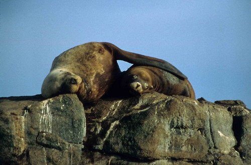 image stellscalifs_shooker2-jpg