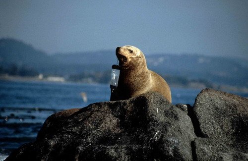image stells_rbaird1-with-salmon-flasher-in-mouth-jpg