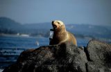 Stellers Sea Lion