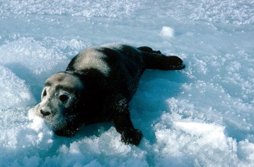 image beards_istirling-jpg