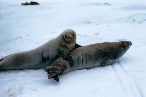 CRABS IStirling image crabs_istirling-jpg