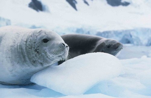 CRABS RWBAIRD2 image crabs_rwbaird2-jpg