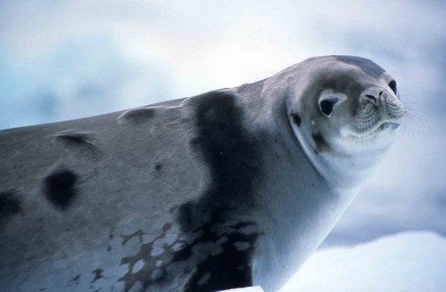 CRABS RWBaird1 image crabs_rwbaird1-jpg