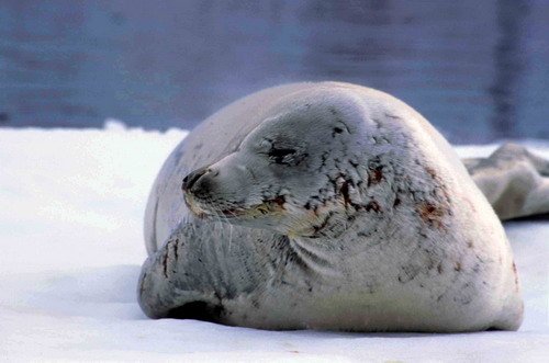 CRABS RWBaird3 image crabs_rwbaird3-jpg