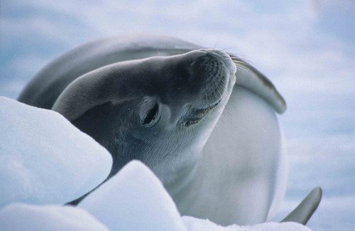 CRABS SHOOKER image crabs_shooker-jpg