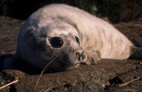 GRS ARoos10 image grs_aroos10-jpg