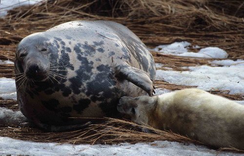 GRS ARoos11 image grs_aroos11-jpg