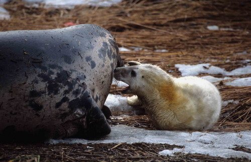 GRS ARoos12 image grs_aroos12-jpg