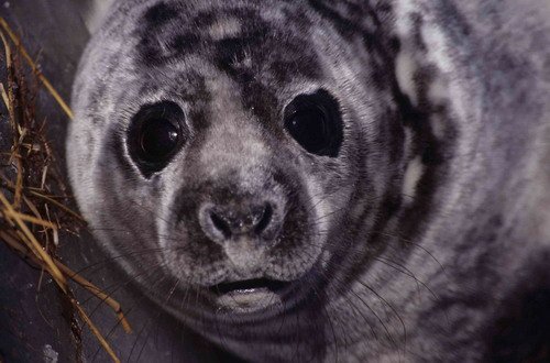 GRS ARoos13 image grs_aroos13-jpg