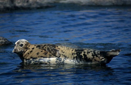 GRS ARoos14 image grs_aroos14-jpg