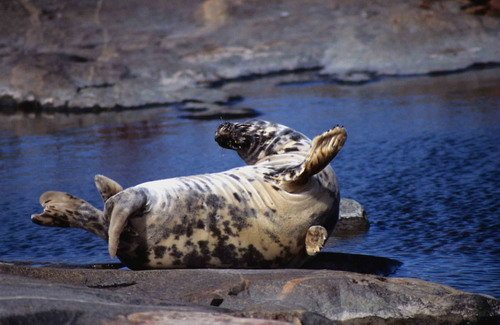 GRS ARoos15 image grs_aroos15-jpg