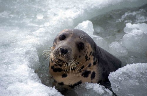 GRS ARoos16 image grs_aroos16-jpg