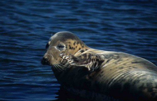 GRS ARoos17 image grs_aroos17-jpg