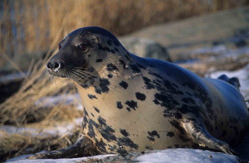 GRS ARoos18 image grs_aroos18-jpg