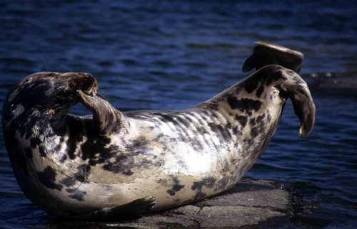 GRS ARoos19 image grs_aroos19-jpg