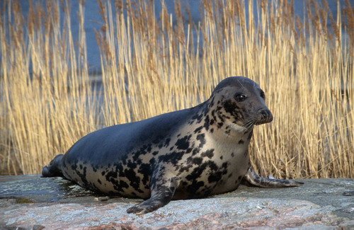 GRS ARoos20 image grs_aroos20-jpg