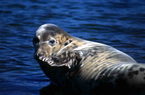 GRS ARoos21 image grs_aroos21-jpg