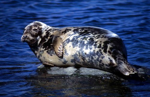 GRS ARoos22 image grs_aroos22-jpg