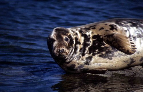 GRS ARoos23 image grs_aroos23-jpg