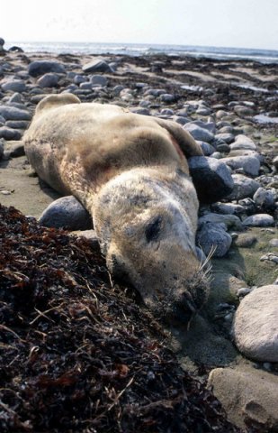 GRS ARoos24 image grs_aroos24-jpg