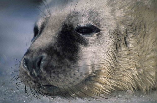 GRS ARoos3 image grs_aroos3-jpg