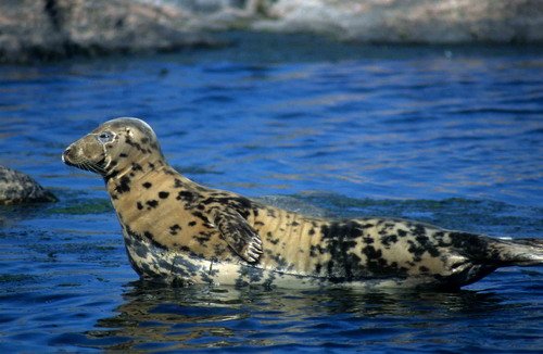 GRS ARoos4 image grs_aroos4-jpg