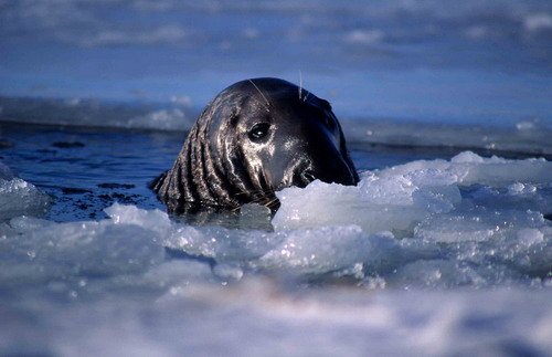 GRS ARoos6 image grs_aroos6-jpg