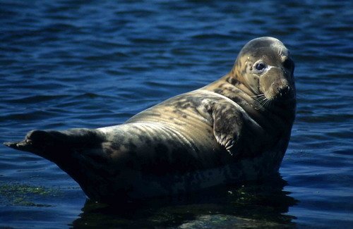 GRS ARoos7 image grs_aroos7-jpg