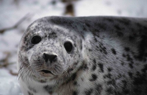 GRS DWisniewska11 image grs_dwisniewska11-jpg