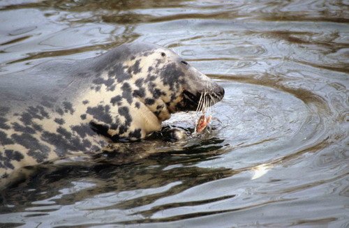 GRS DWisniewska13 image grs_dwisniewska13-jpg