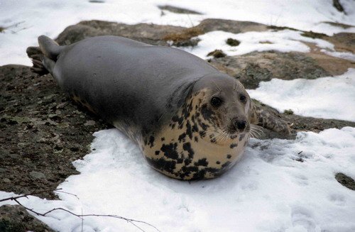 GRS DWisniewska17 image grs_dwisniewska17-jpg