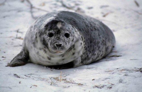 GRS DWisniewska3 image grs_dwisniewska3-jpg