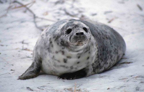 GRS DWisniewska7 image grs_dwisniewska7-jpg