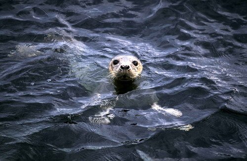 GRS FRitter image grs_fritter-jpg