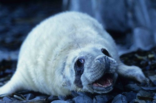 GRS MBAINES12 image grs_mbaines12-jpg